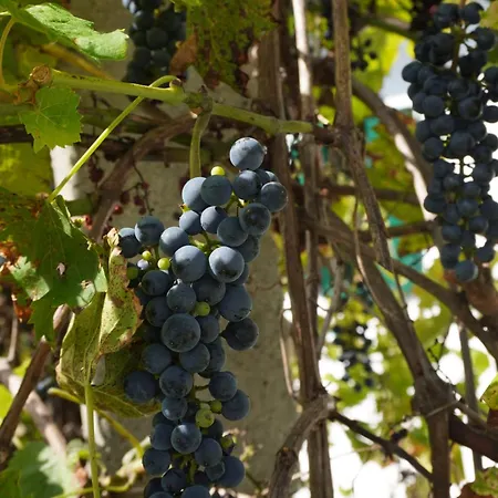 Kleine Weinberghäuschen In - Jägerpince * Garabonc